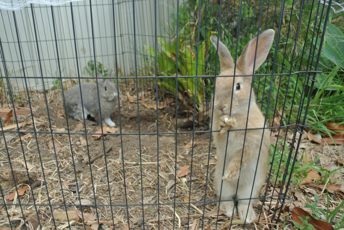 За́йчик в живом уголке