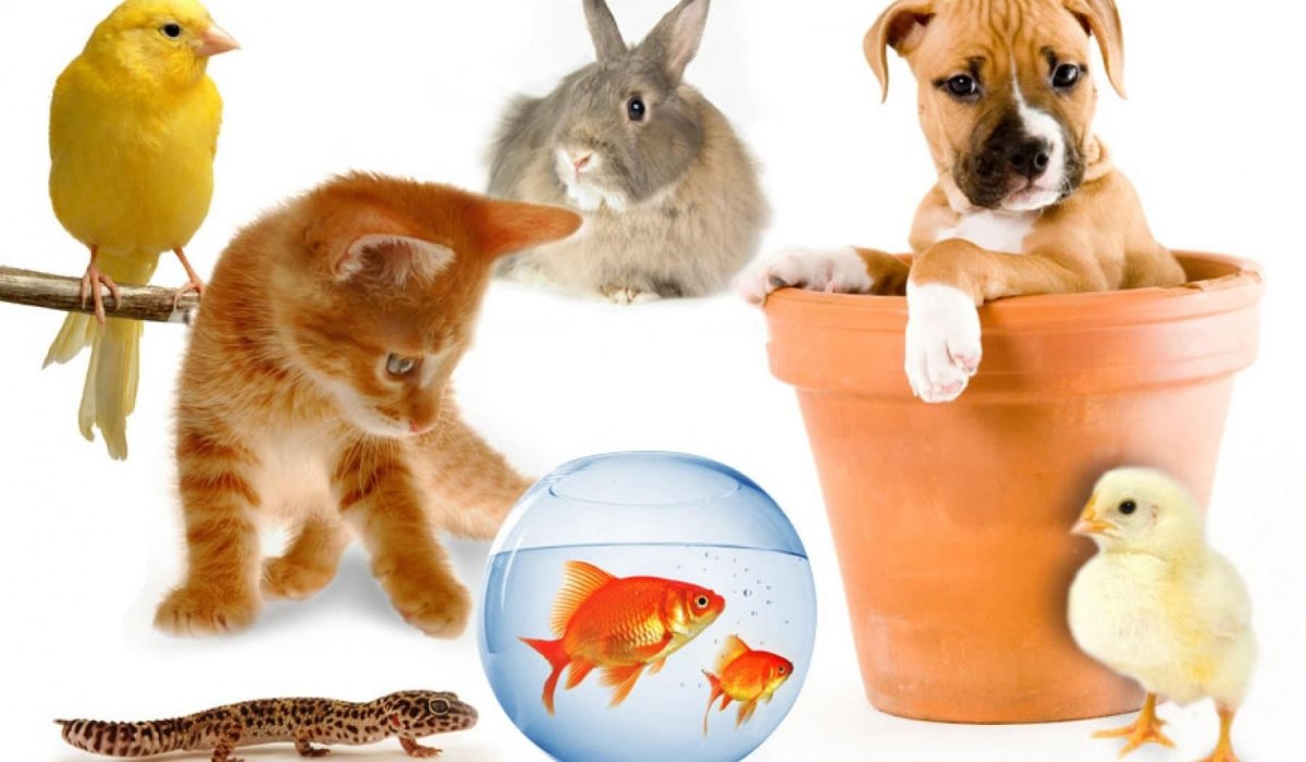 Домашние питомцы