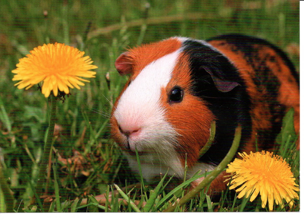 Трава для морских свинок