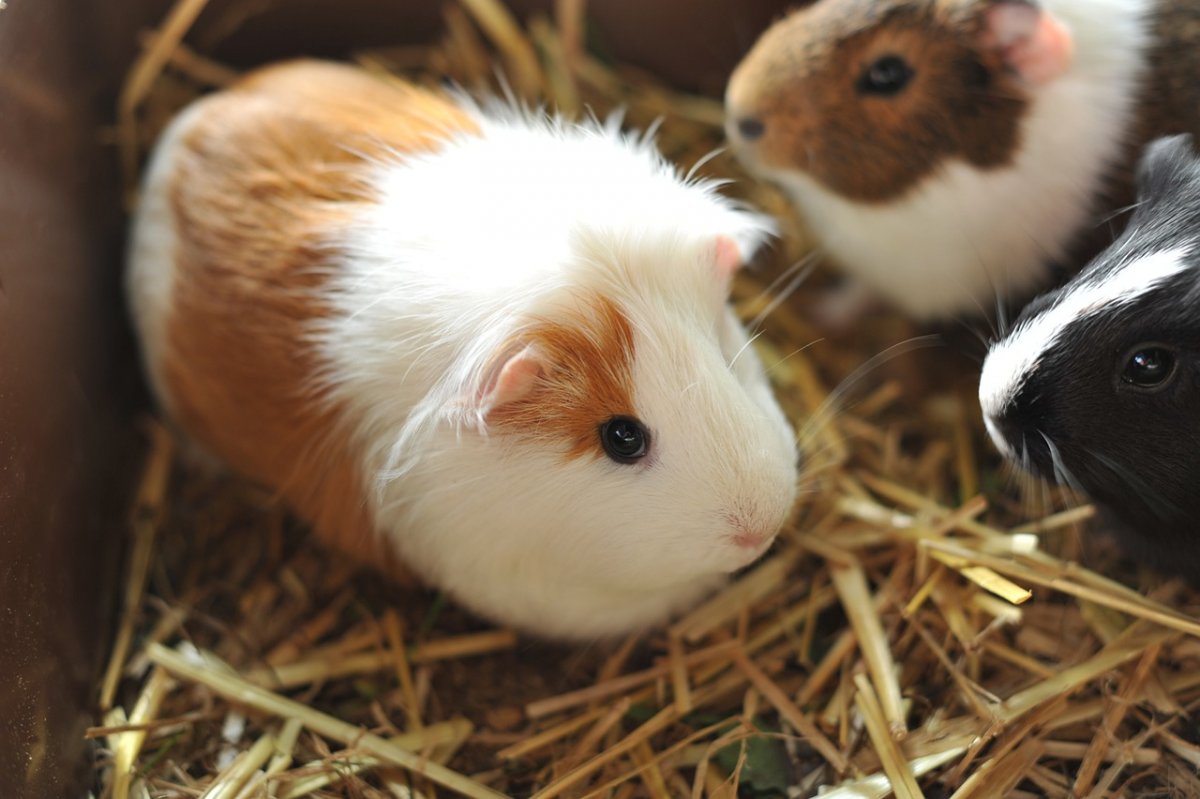 Хомячки и морские свинки фото