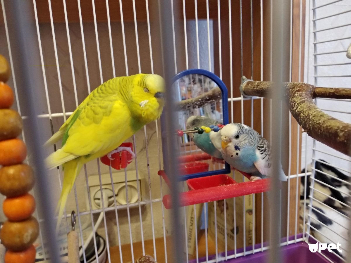 Предметы для ухода за попугаем