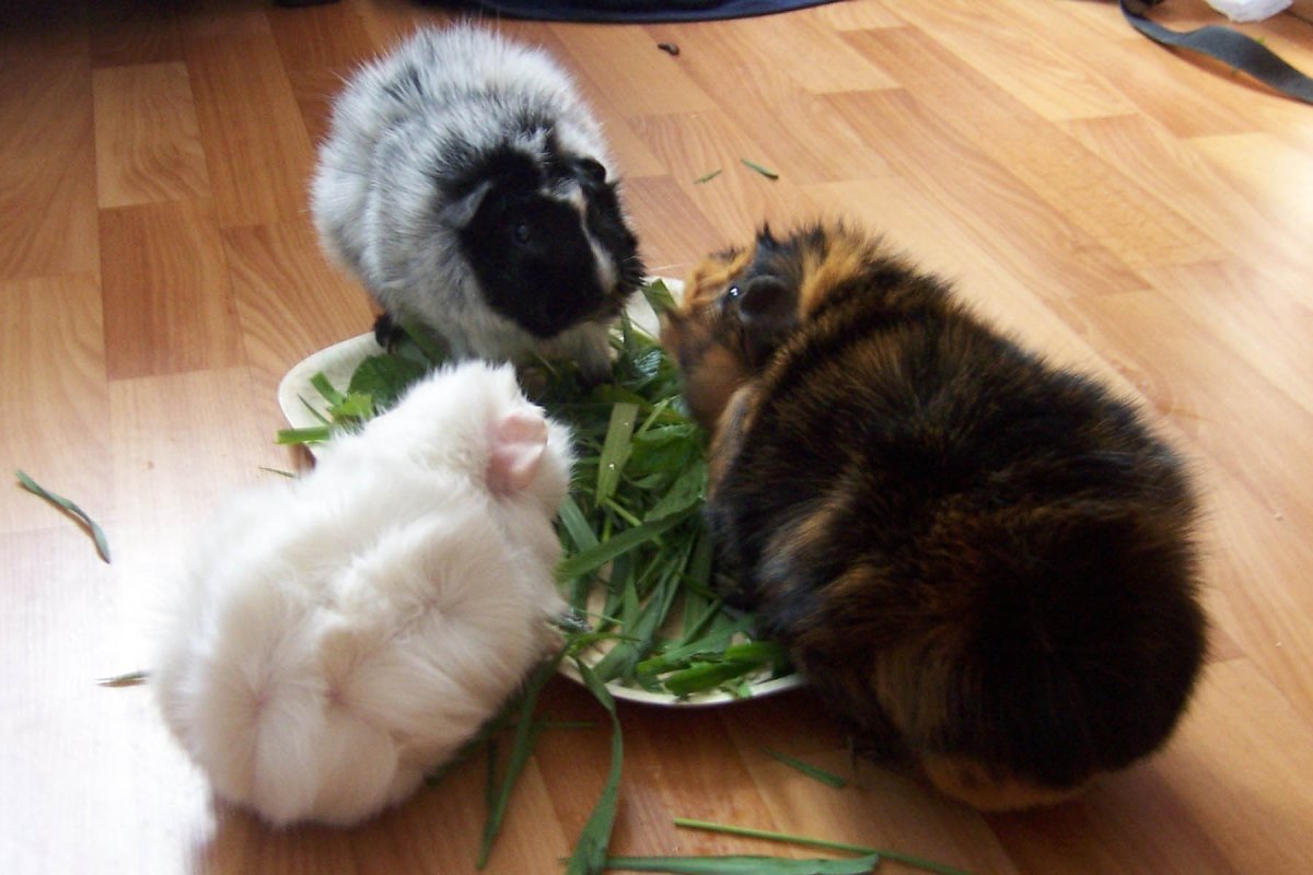 Попугаи в неволе