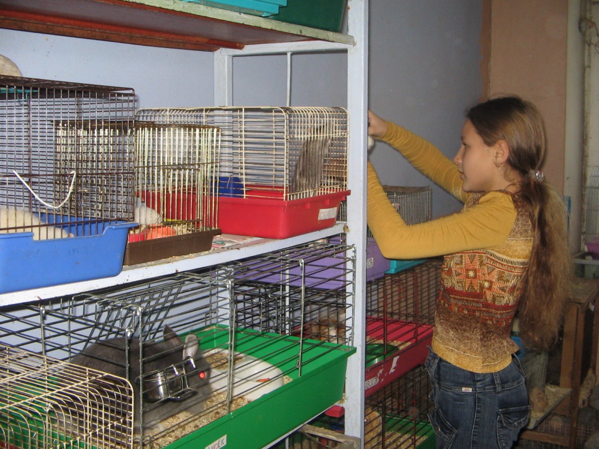 Среднеазиатская черепаха