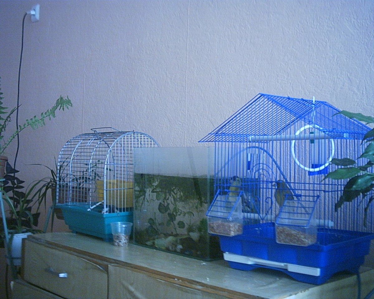 Хомячок в колесе