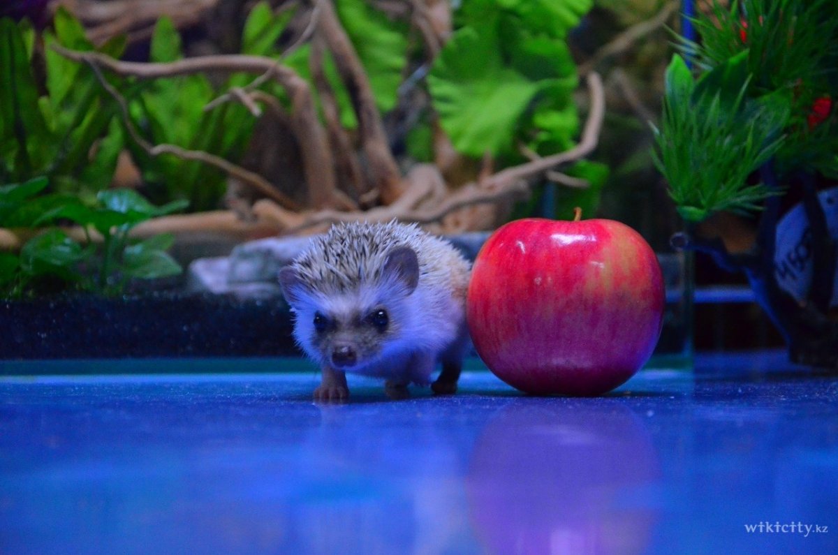 Дети в живом уголке