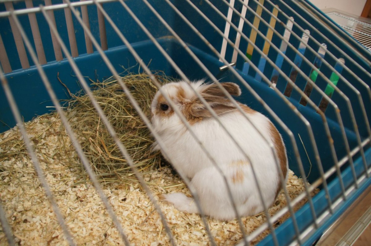 Инвентарь в живом уголке