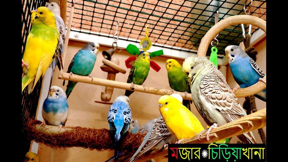 Волнистый попугайчик чирикает