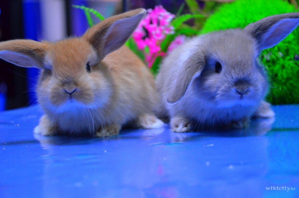 Кролики в живом уголке