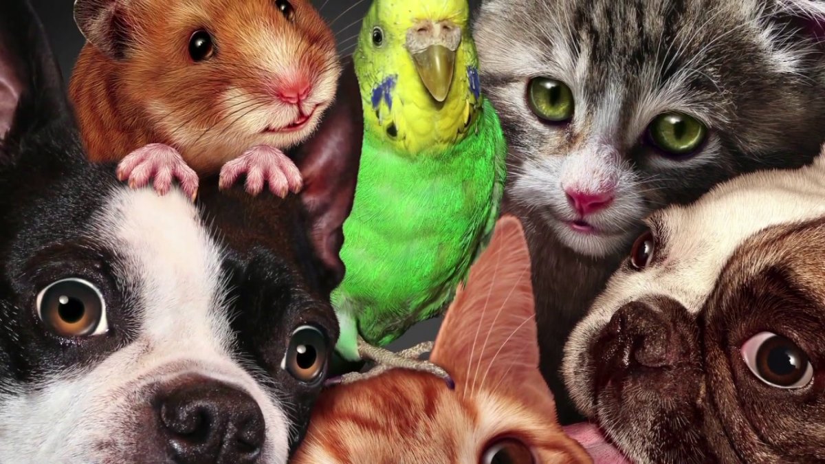 Животные живого уголка