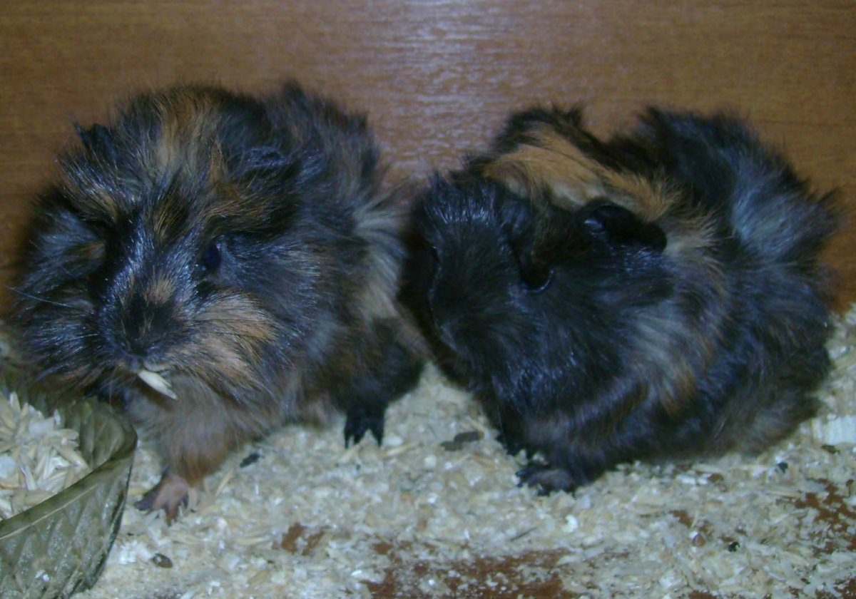 Животные живого уголка