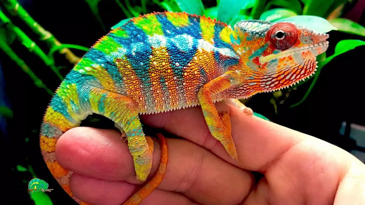 Корм для джунгарского хомяка