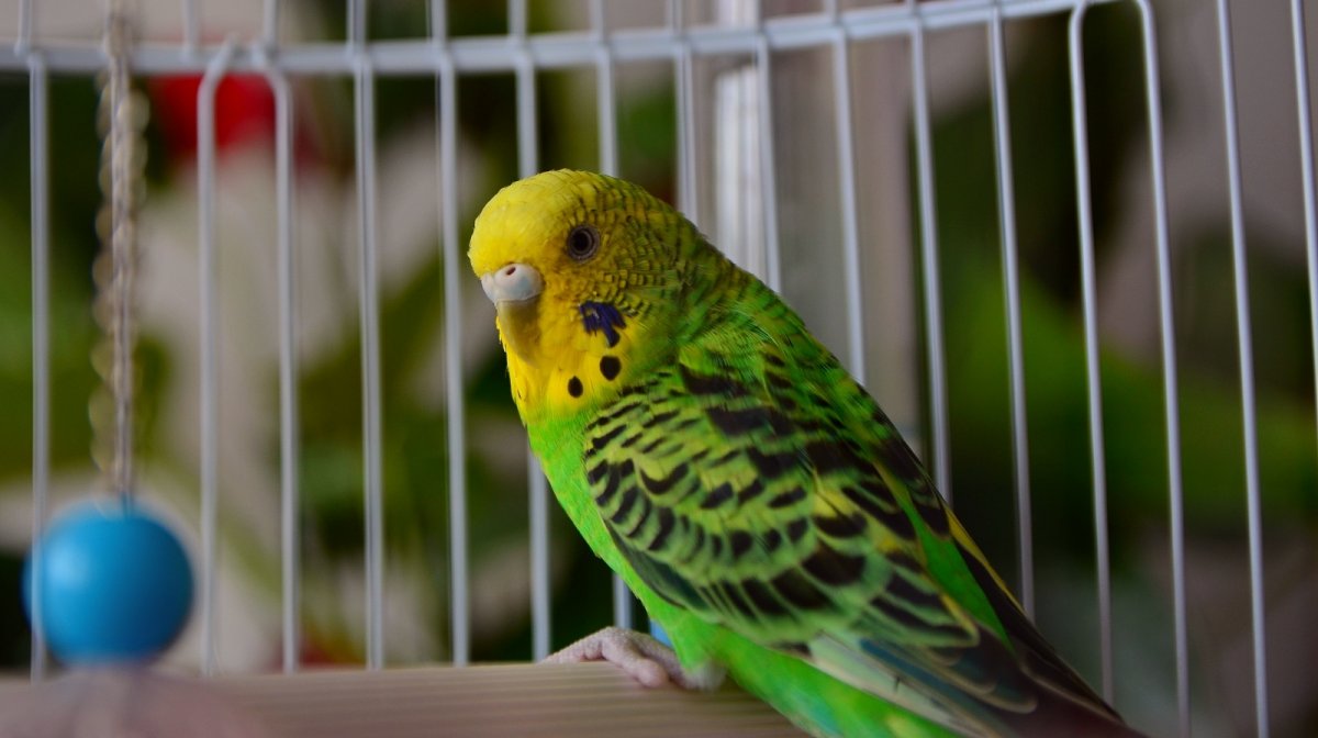 Кого заводят в живом уголке