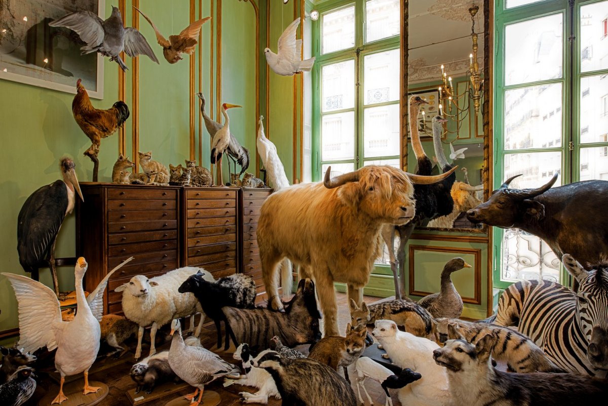 Милые зверюшки.