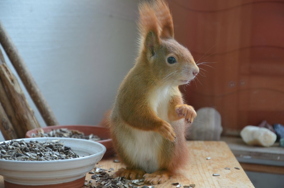 Домик для морской свинки