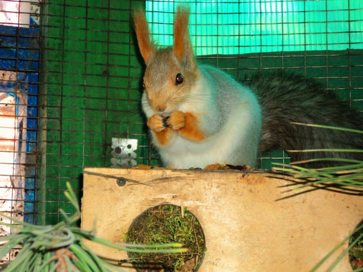 Живой уголок