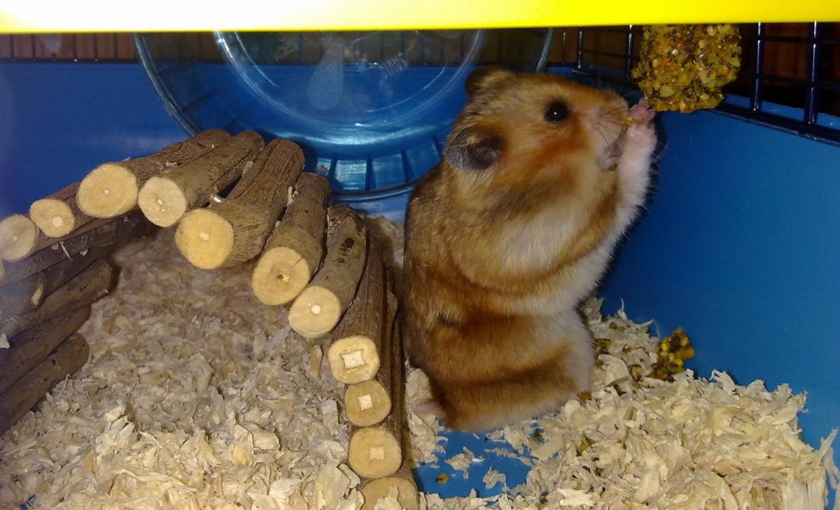 Семья хомяков