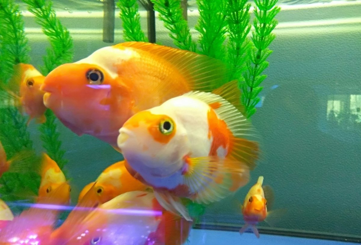 Цихлида попугай красный