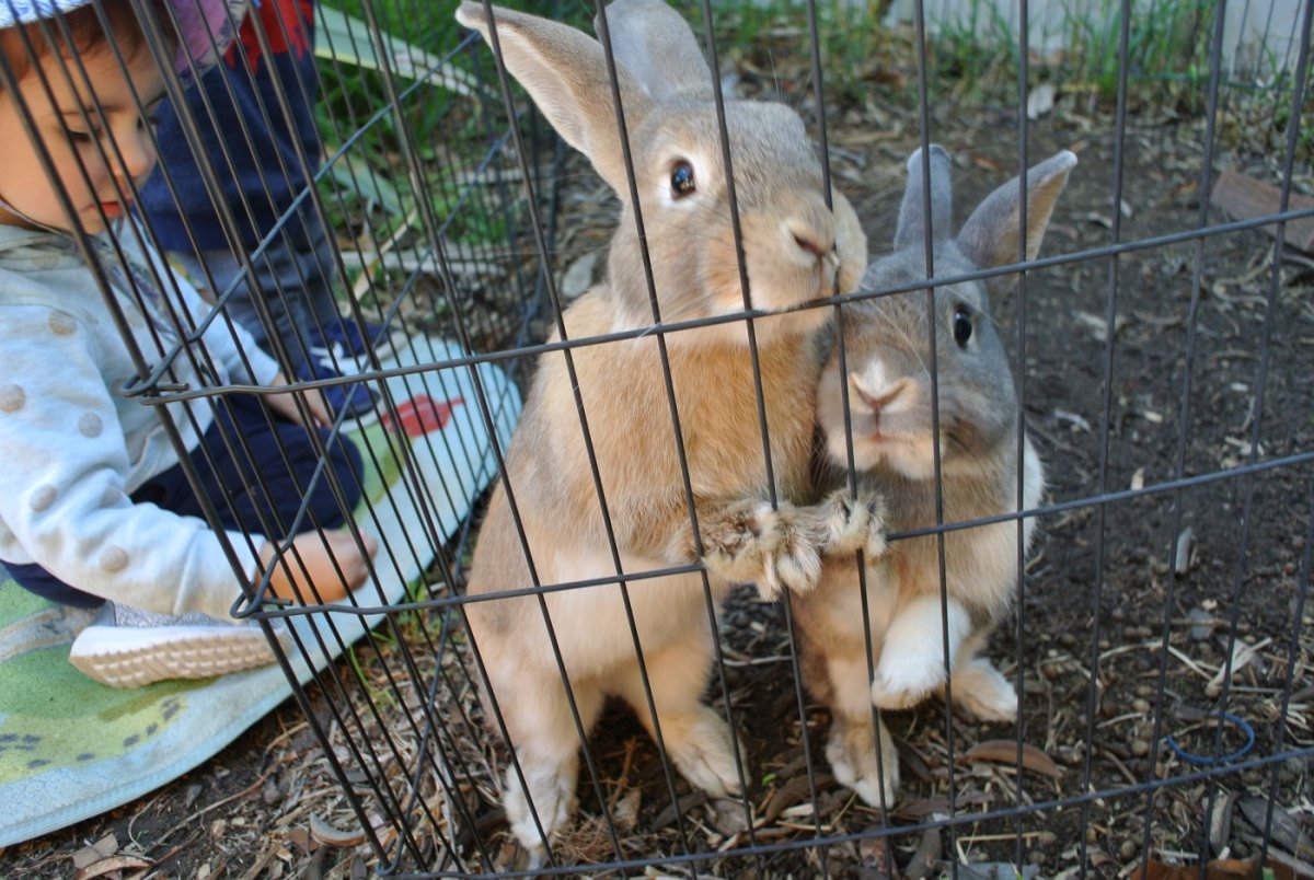 Животные живой уголок кролики