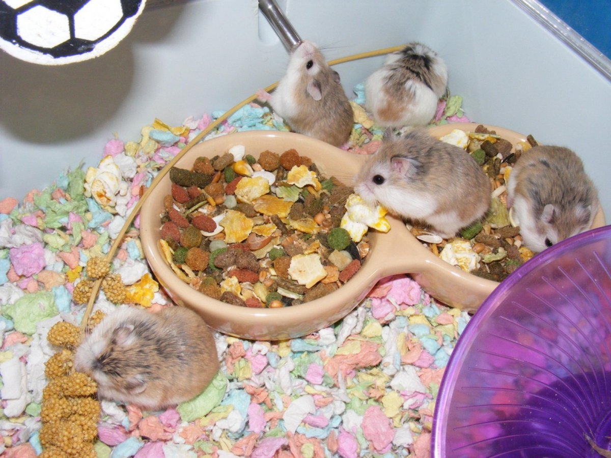 Живой уголок в школе