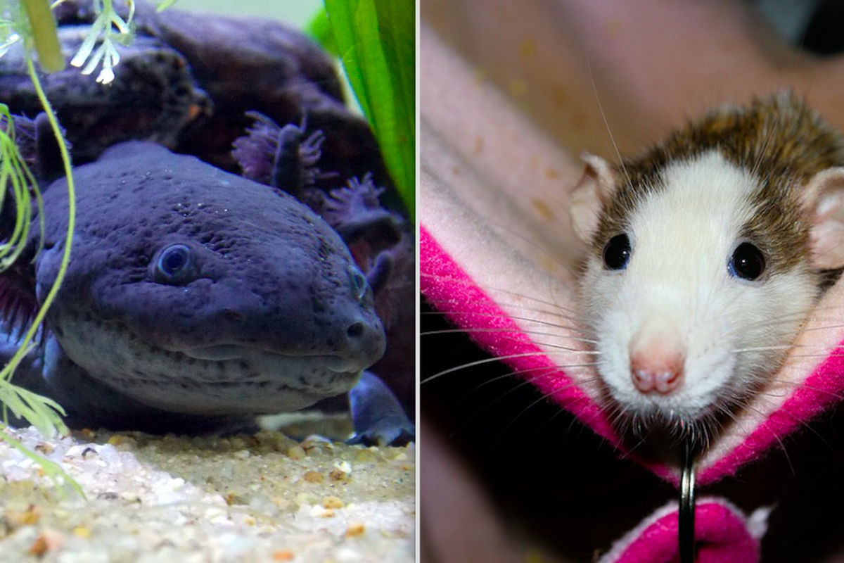 Хамелеон разноцветный