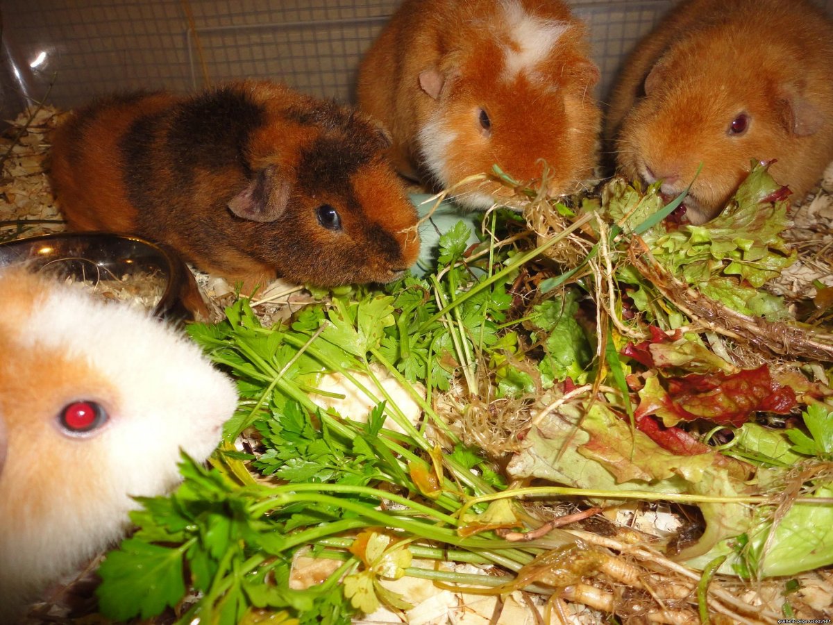 Еда для морских свинок
