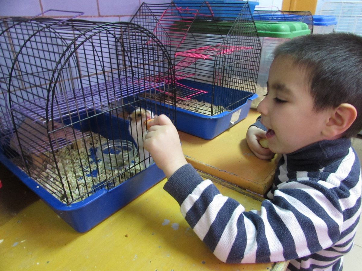 Джунгарский хомячок в домике