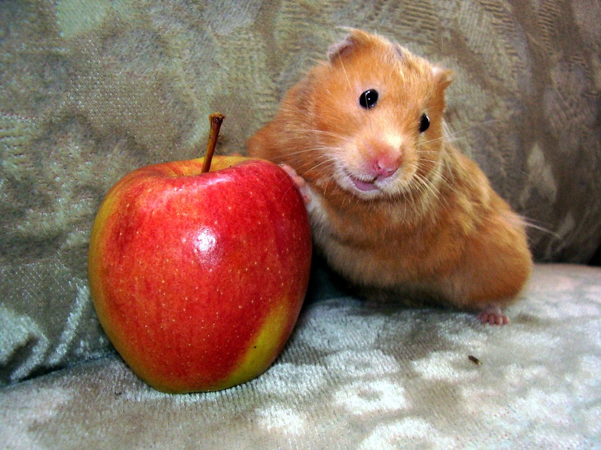 Хомяк с яблоком