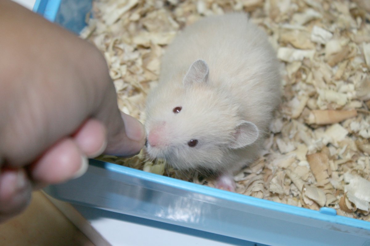 Обитатели живого уголка