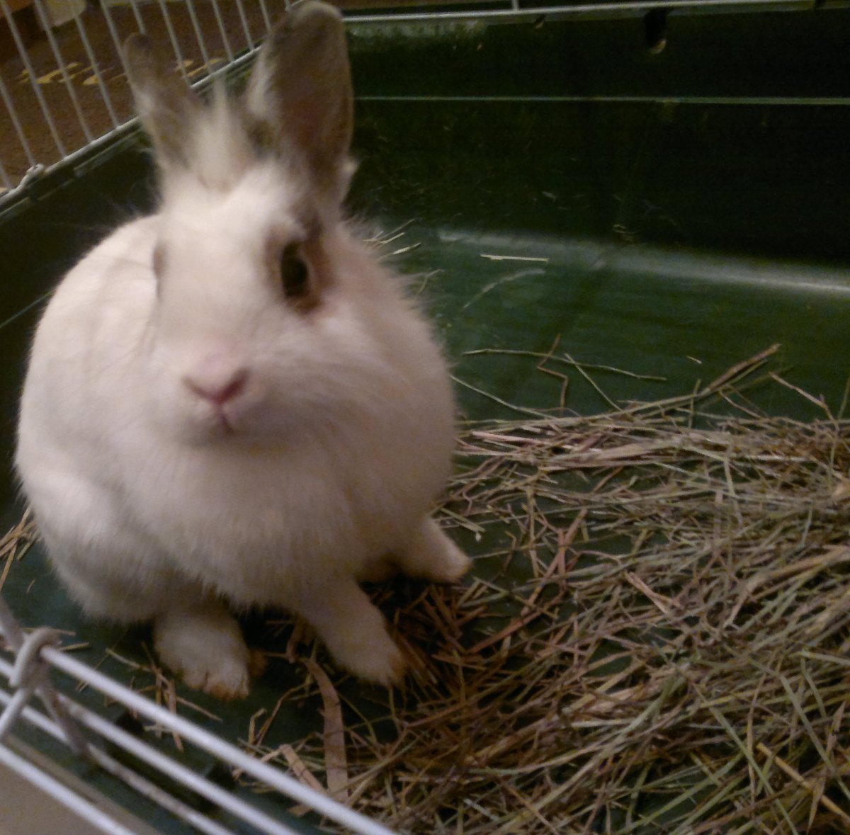 Животные живой уголок кролики