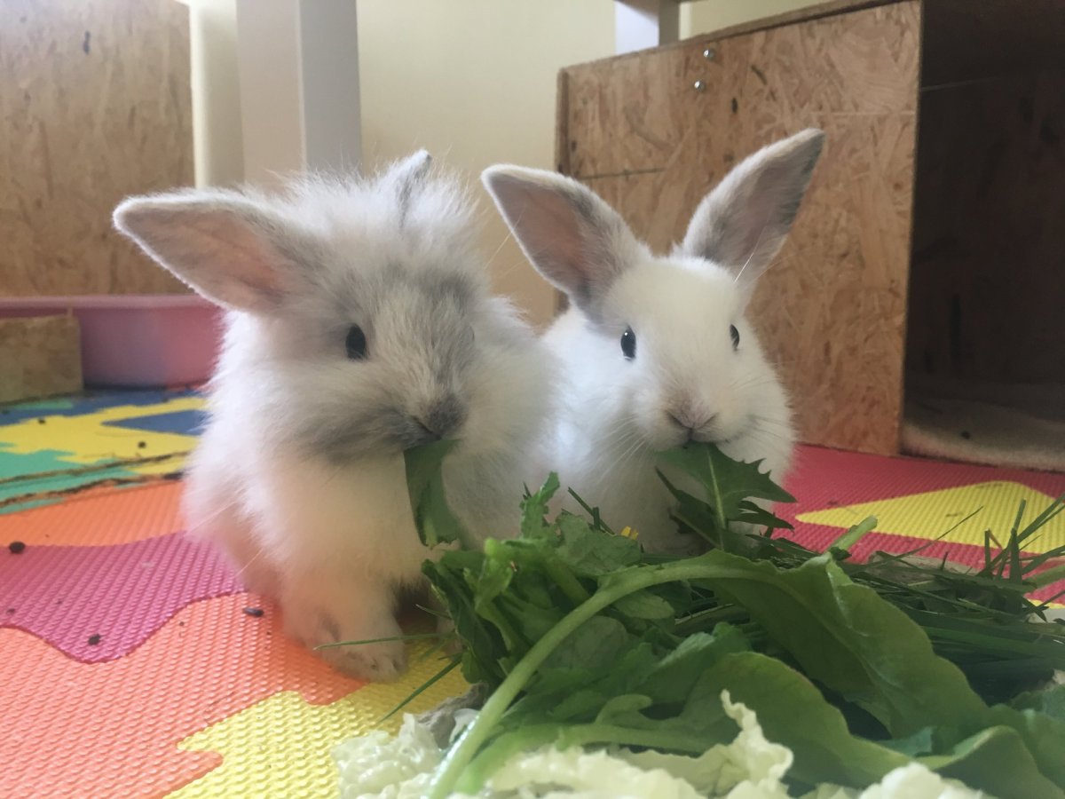 Змеи домашние питомцы