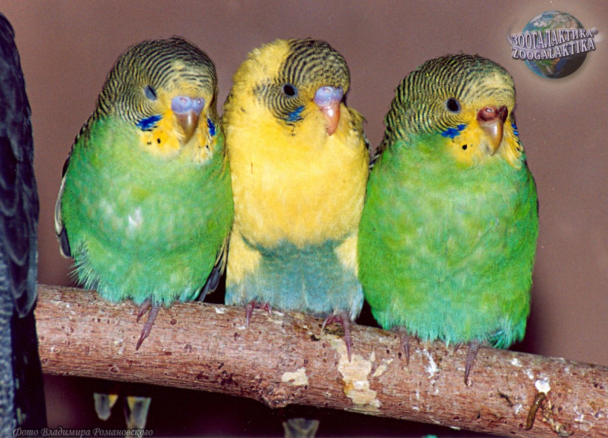 Живой уголок с попугаем