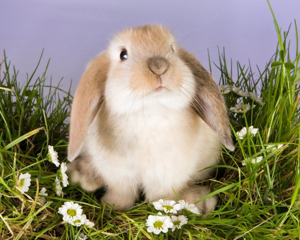 Домашние белки