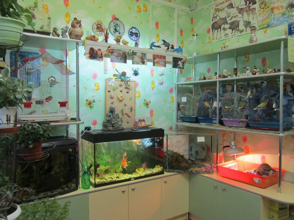 Чучела животных в музее