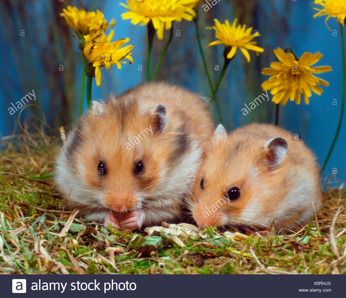 Много волнистых попугаев