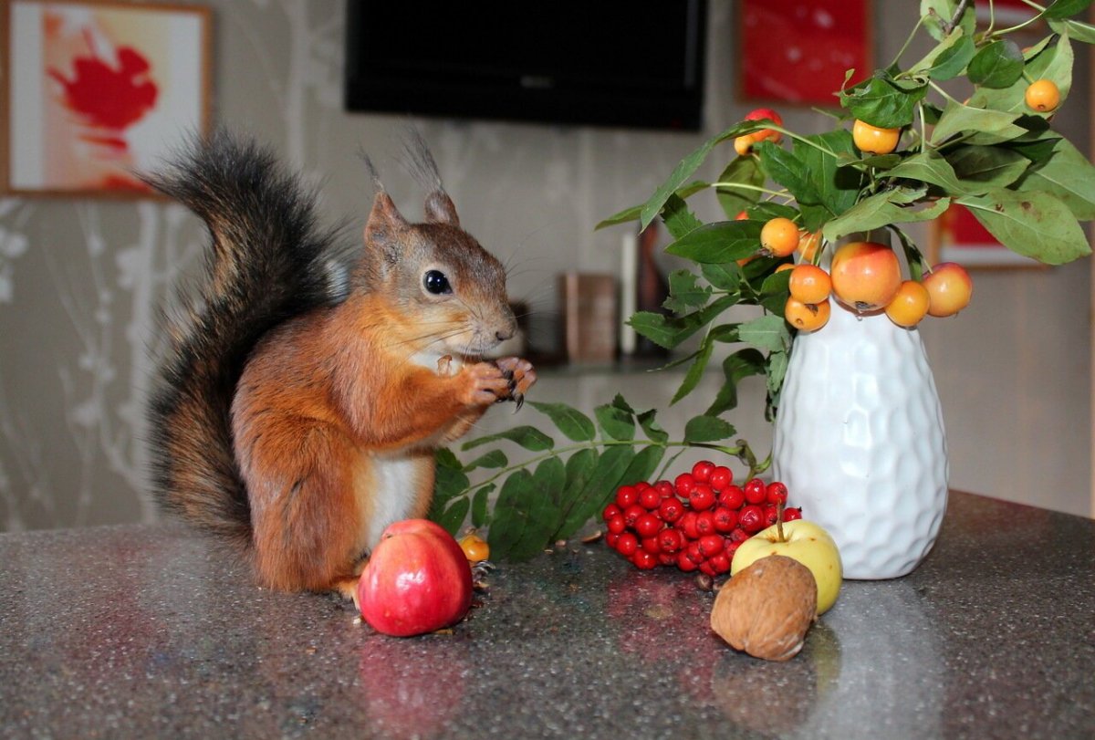 Декоративный кролик