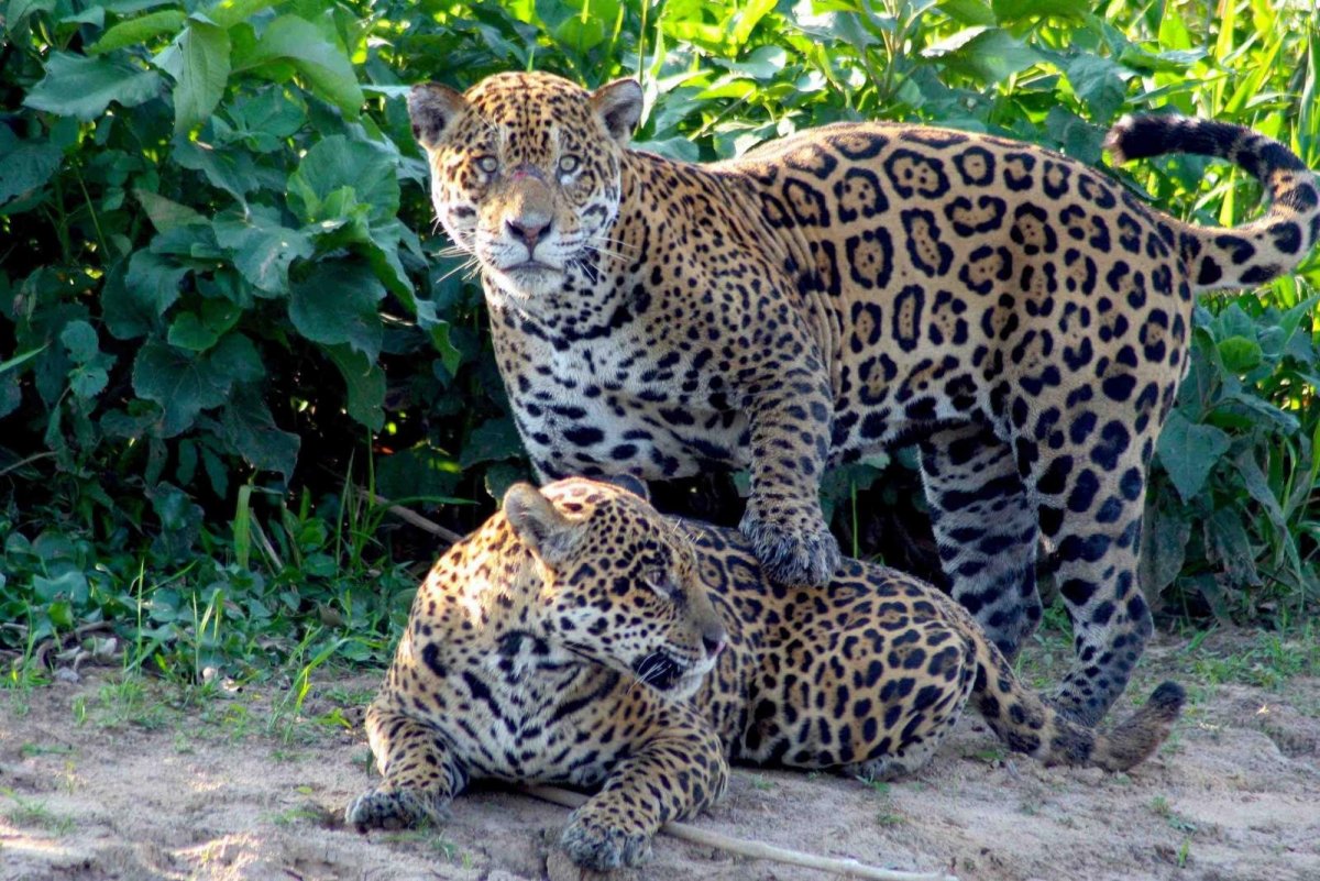 Животные Бразилии Ягуар