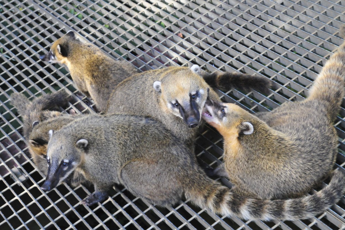 Животные парка Игуасу