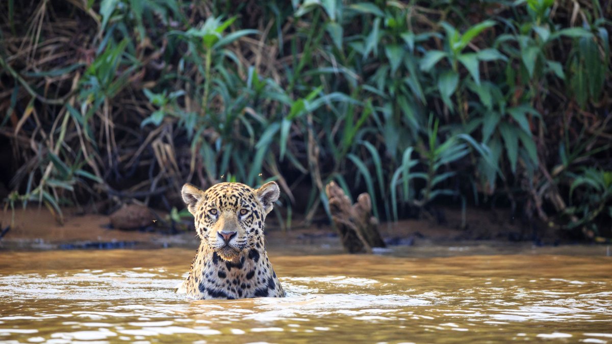 Болото Пантанал животные