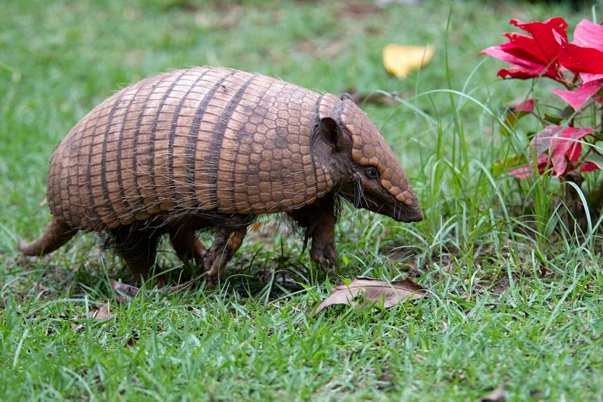 Дикие животные Бразилии