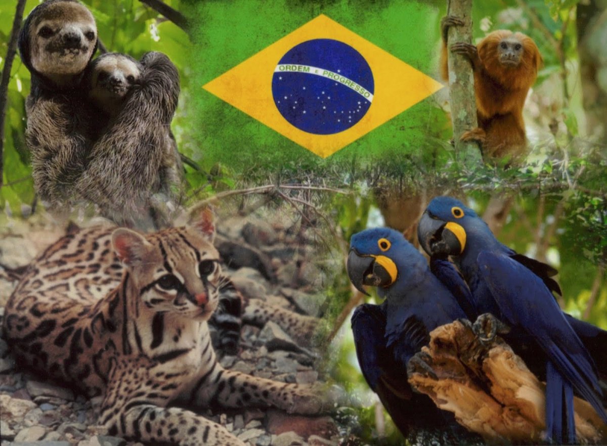 Флора и фауна Бразилии
