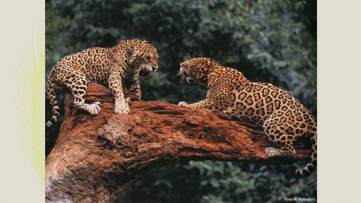 Ягуар в Южной Америке