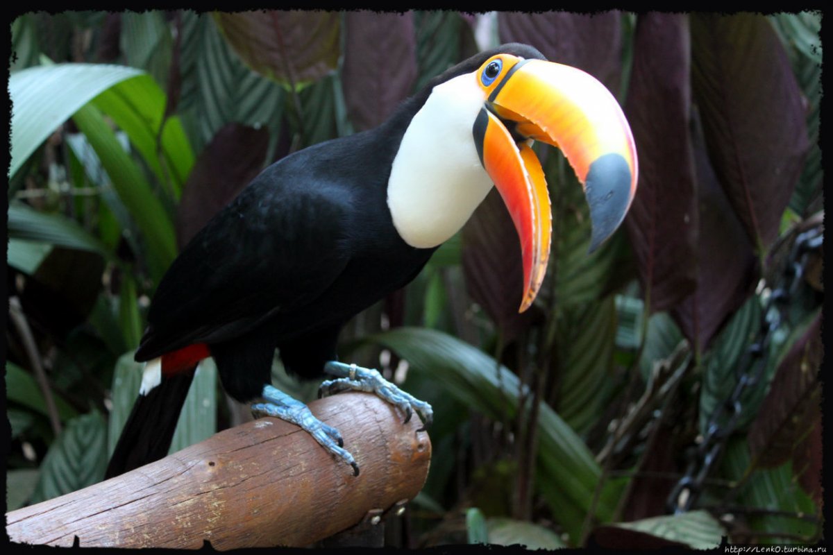 Парк птиц Фос-Ду-Игуасу Бразилия