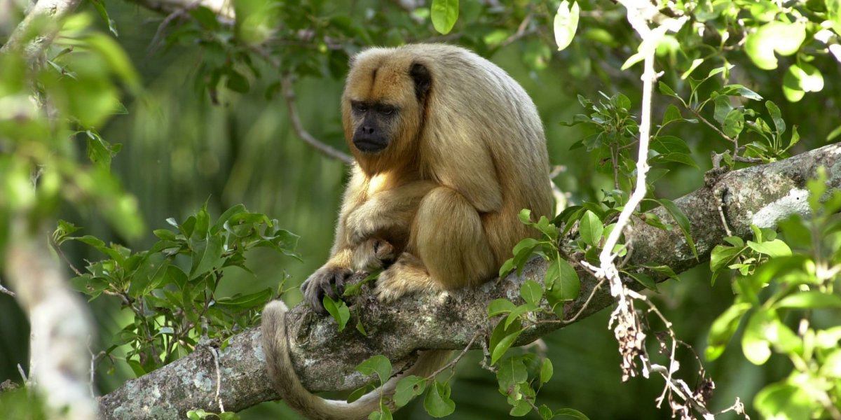 Картинка животные лесов Бразилии