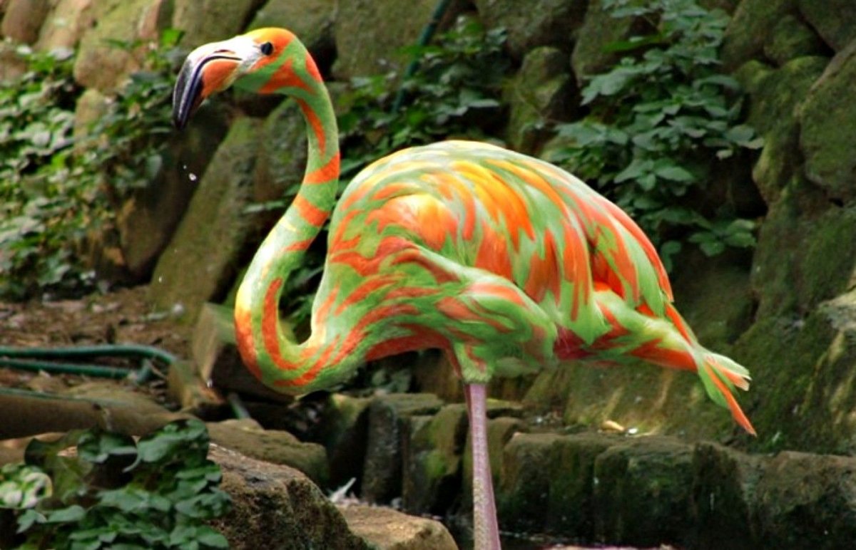 Редкие животные Бразилии