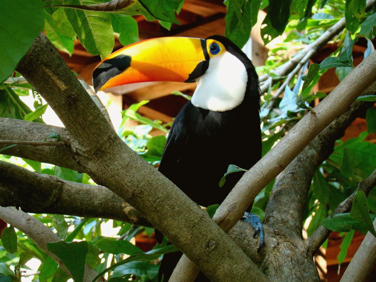 Пантанал птицы Тукан