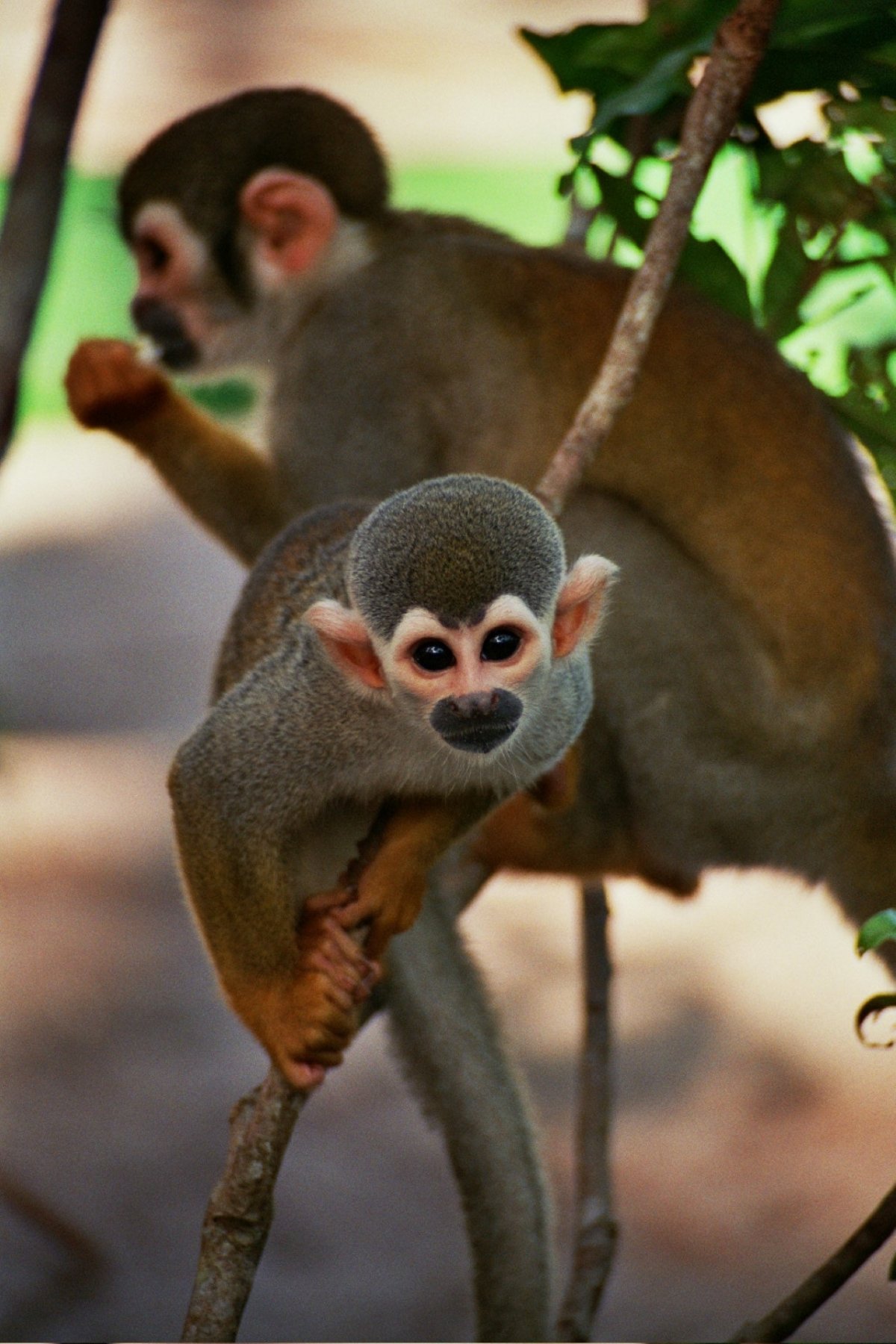 Приматы Бразилии