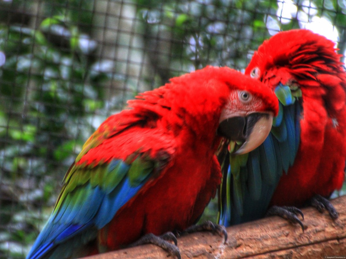 Парк птиц близ Лиона