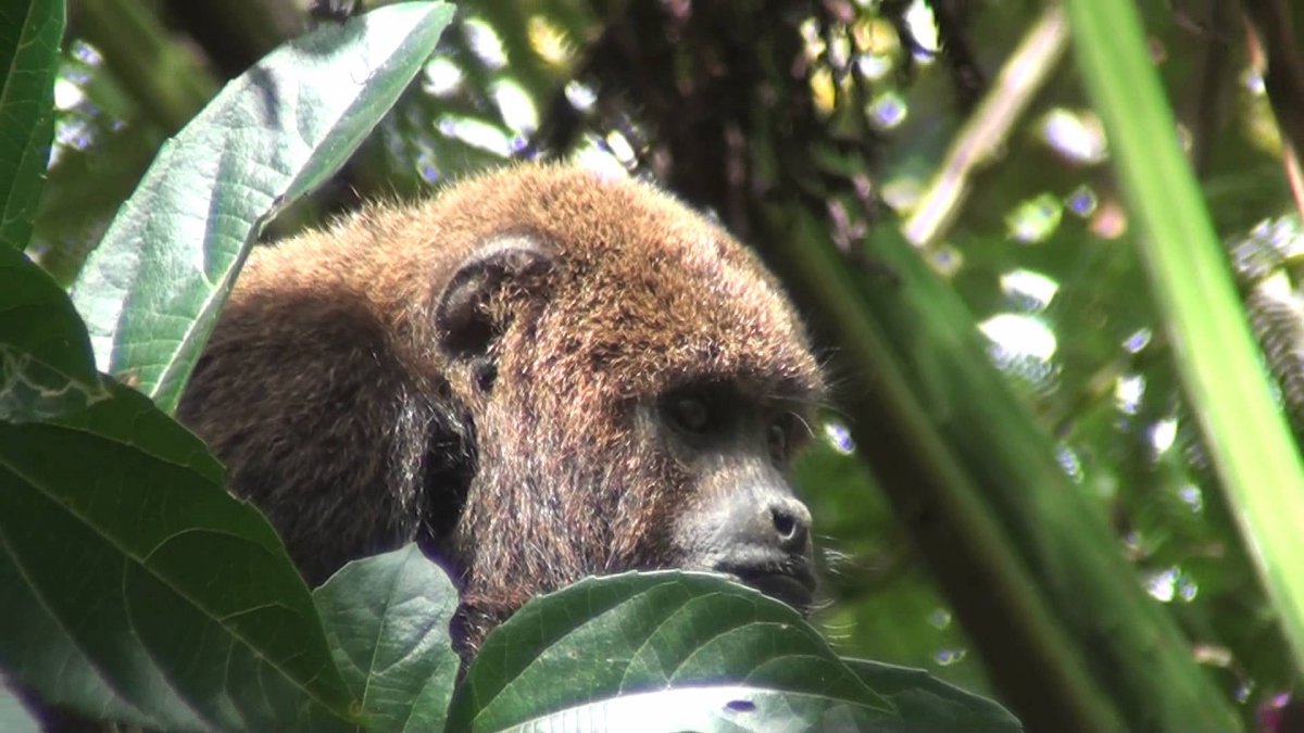 Растительный и животный мир Бразилии