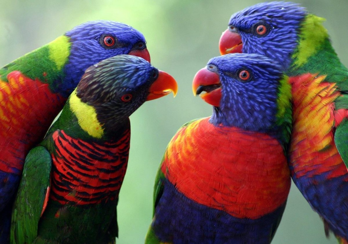Самые красивые попугаи в мире