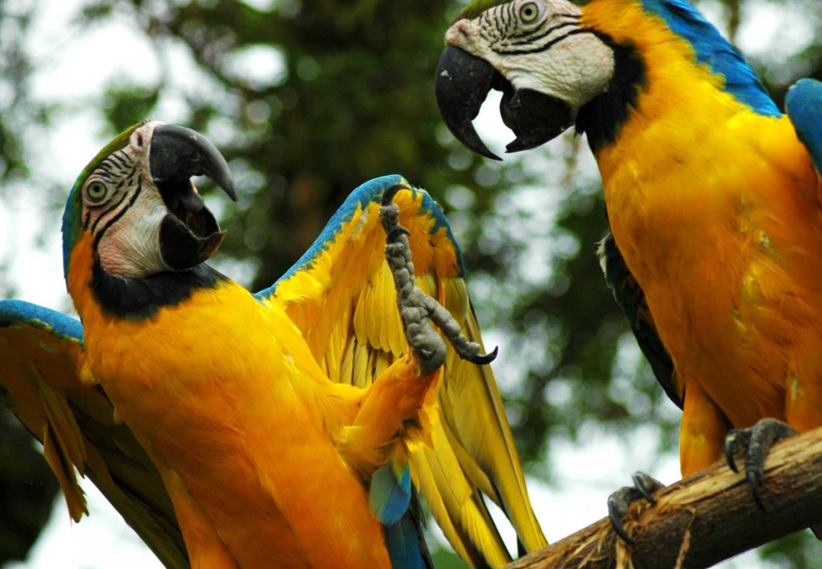 Амазония Бразилия фауна